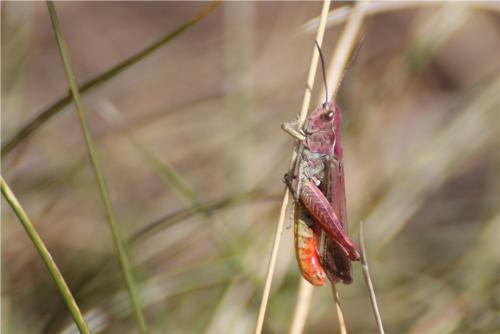 Chorthippus sp.